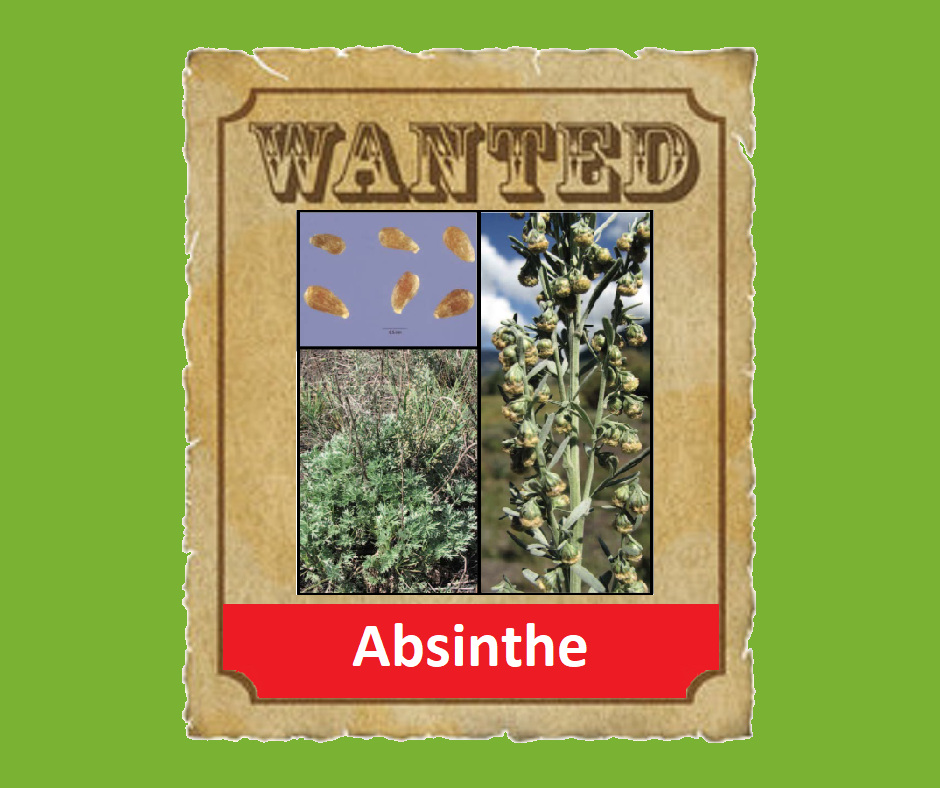 Absinthe